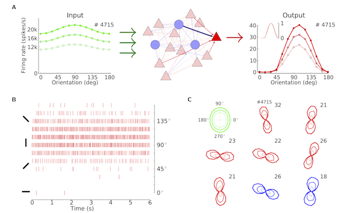 Bernstein Center Freiburg | Research: Network Models