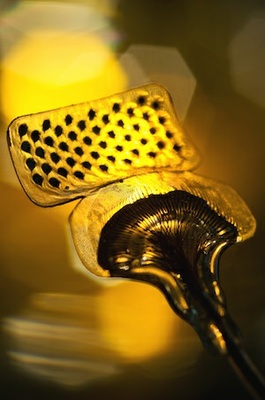 IMTEK photo wins first prize for scientific photography IMTEK photo wins first prize for scientific photography