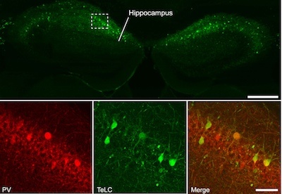 Nature Neuroscience publishes article by BCF member Nature Neuroscience publishes article by BCF member