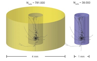 Thinking outside the column: BCF members publish in "Frontiers in Neuroscience", new insights into brain structure reveal new facets of information processing in the nervous system Thinking outside the column: BCF members publish in "Frontiers in Neuroscience", new insights into brain structure reveal new facets of information processing in the nervous system