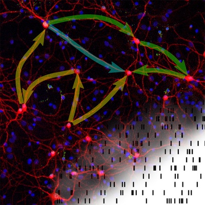 How does network structure shape brain activity? : New article in PLoS Computational Biology relates correlations in the activity of nerve cells to the detailed structure of the underlying network How does network structure shape brain activity? : New article in PLoS Computational Biology relates correlations in the activity of nerve cells to the detailed structure of the underlying network