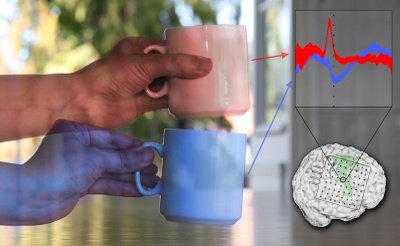 Getting a grip on grasping: Scientists from Freiburg decipher brain commands for different grasp types Getting a grip on grasping: Scientists from Freiburg decipher brain commands for different grasp types