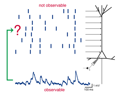 Let the neuron do the work! Using membrane potentials, scientists devise a novel method to infer dynamic interactions among groups of neurons