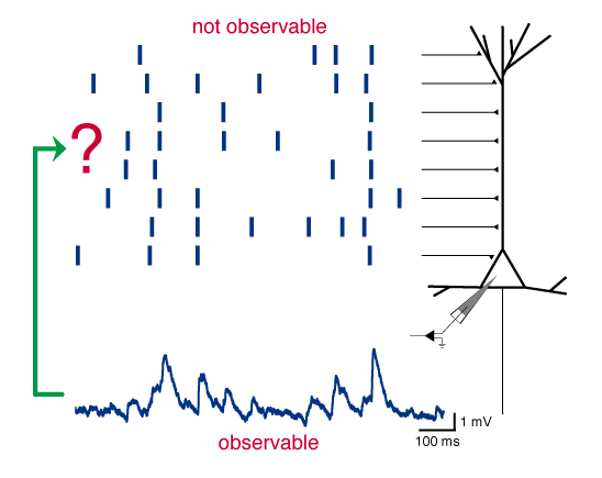 Let the neuron do the work! Using membrane potentials, scientists devise a novel method to infer dynamic interactions among groups of neurons