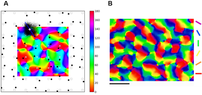 A novel view on the visual cortex: Theoretical model explains properties of sensory neurons and networks