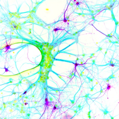 The symphony of epilepsy: An international research team shows that the glycine receptor may contribute to different symptoms of epilepsy