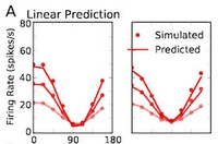 Networks for vision: Theoretical study casts light on mechanisms of stimulus selectivity in the visual brain