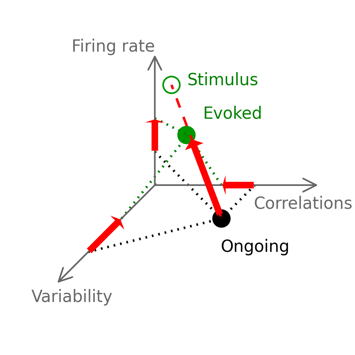 Input matters! A novel explanation how sensory input contributes to shaping neuronal responses in the cortex 