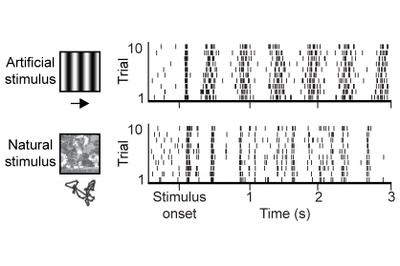 How Neural Circuits Implement Natural Vision: Researchers have designed a new computational model to study how nerve cells in the visual cortex process natural stimuli