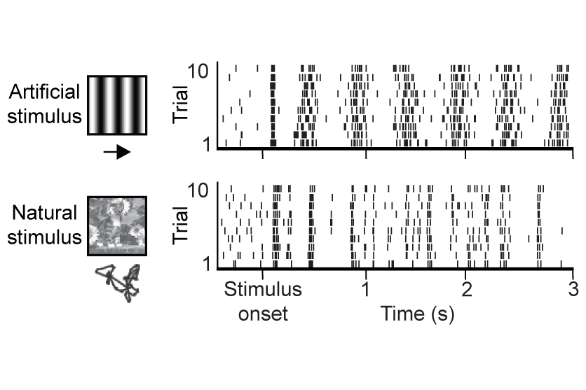 How Neural Circuits Implement Natural Vision: Researchers have designed a new computational model to study how nerve cells in the visual cortex process natural stimuli