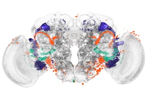 Identifying Brain Regions Automatically: Biologists develop a new method for analyzing brain images and demonstrate it with a study on fruit flies Identifying Brain Regions Automatically: Biologists develop a new method for analyzing brain images and demonstrate it with a study on fruit flies