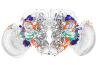  Identifying Brain Regions Automatically: Biologists develop a new method for analyzing brain images and demonstrate it with a study on fruit flies