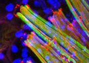 New Neuroscience Landing Page online New Neuroscience Landing Page online