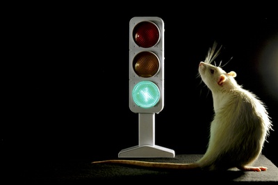 Traffic Light in the Brain: Research group offers new insights into the roles of different subareas in the prefrontal cortex Traffic Light in the Brain: Research group offers new insights into the roles of different subareas in the prefrontal cortex