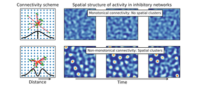 When in Striatum, Avoid Thy Neighbour When in Striatum, Avoid Thy Neighbour