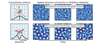 When in Striatum, Avoid Thy Neighbour