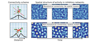 When in Striatum, Avoid Thy Neighbour