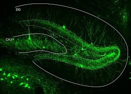 New Survey: Rhythm of Memory – Inhibited neurons set the tempo for memory processes New Survey: Rhythm of Memory – Inhibited neurons set the tempo for memory processes