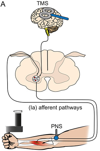 Non-invasive Assessment of Superficial and Deep Layer Circuits in Human Motor Cortex