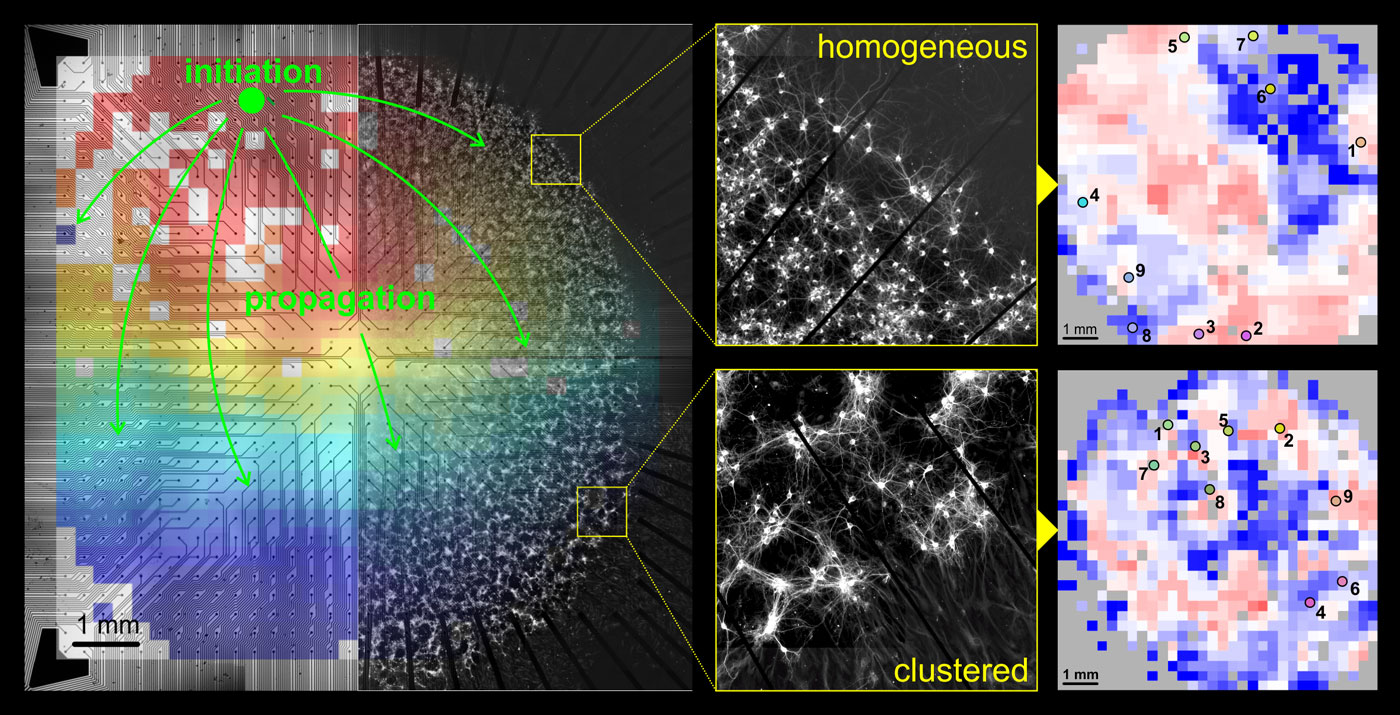 Inhomogeneities in network structure govern spontaneous activity 