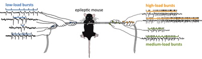 Bursts with high and low load of epileptiform spikes show context-dependent correlations in epileptic mice