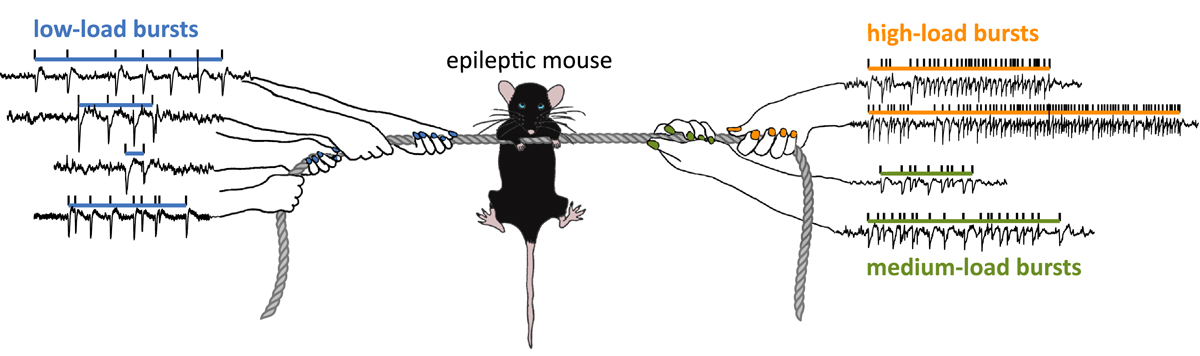 Bursts with high and low load of epileptiform spikes show context-dependent correlations in epileptic mice