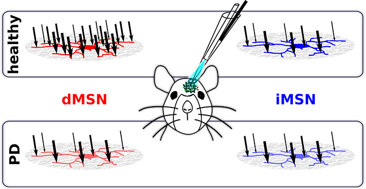 Balance of inputs to the striatum shifted towards the direct-pathway neurons in vivo, but not in Parkinson’s disease