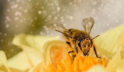 Undiscovered compounds, bee navigation Undiscovered compounds, bee navigation