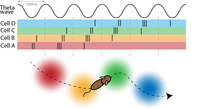 Directionality revealed in hippocampal theta sequences